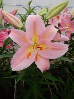 [4202 Fenice 2N No02.JPG]